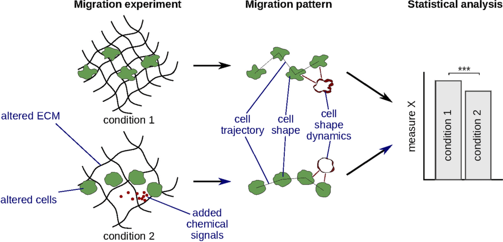 Dynamic spherical harmonics approach for shape classification of migrating cells