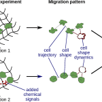 Dynamic spherical harmonics approach for shape classification of migrating cells
